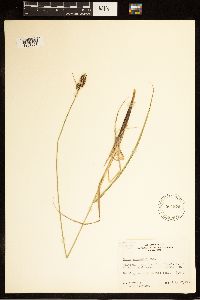 Carex buxbaumii image