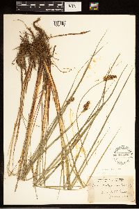 Carex buxbaumii image