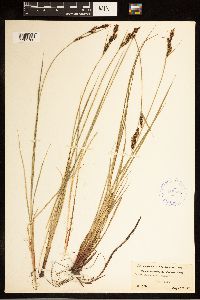 Carex buxbaumii image