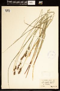 Carex buxbaumii image