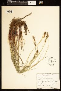 Carex buxbaumii image