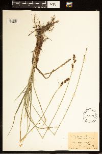 Carex buxbaumii image
