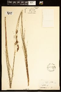 Carex buxbaumii image