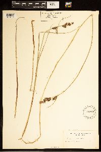 Carex buxbaumii image