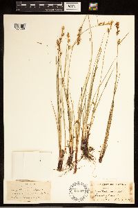 Carex buxbaumii image