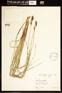 Carex buxbaumii image