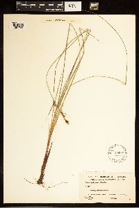 Carex buxbaumii image
