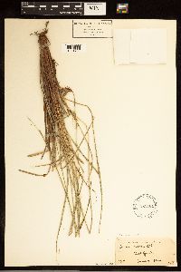 Carex buxbaumii image