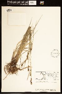 Carex buxbaumii image