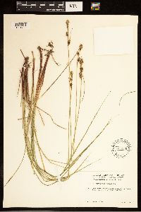 Carex buxbaumii image