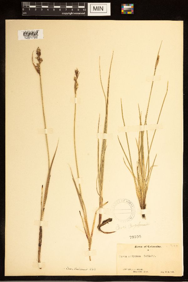 Carex buxbaumii image