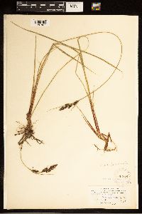 Carex buxbaumii image