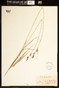 Carex buxbaumii image