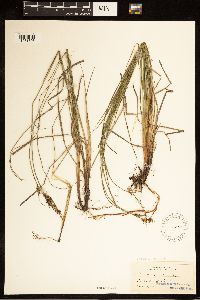 Carex buxbaumii image