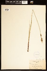Carex buxbaumii image
