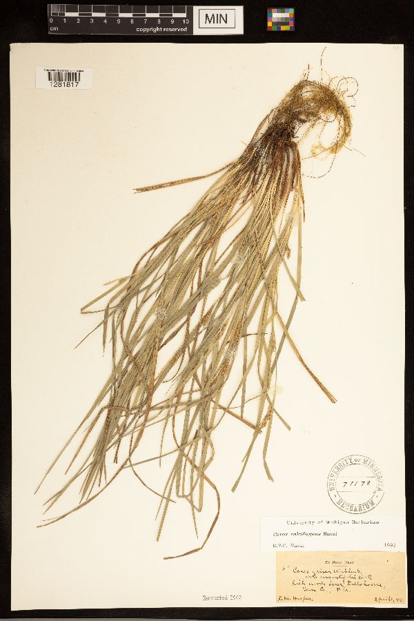 Carex calcifugens image
