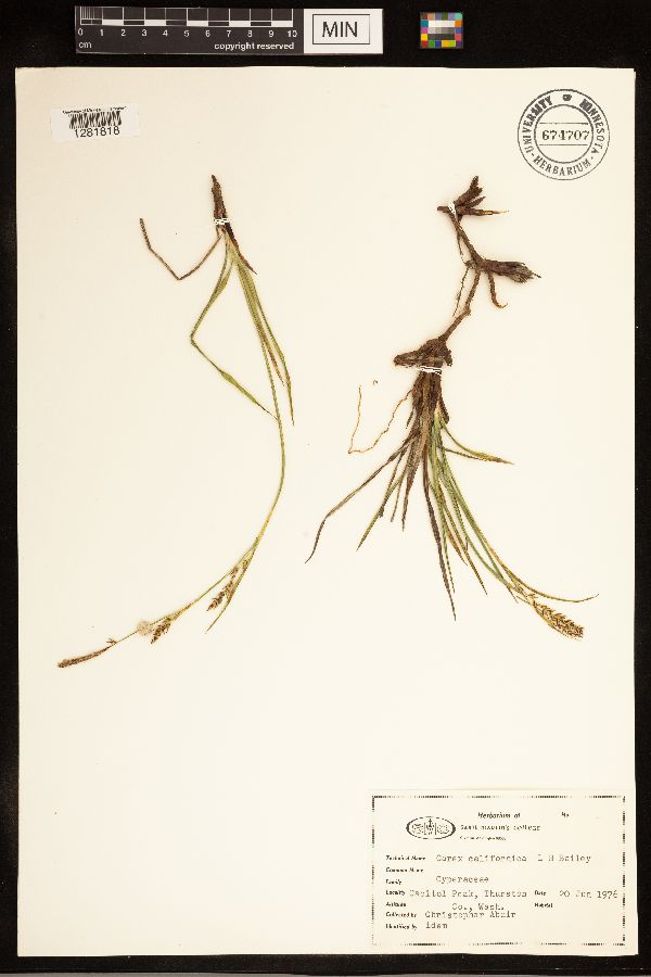 Carex californica image