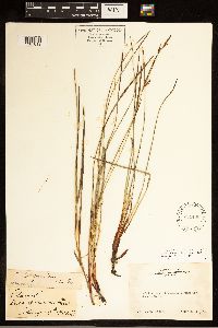 Carex californica image