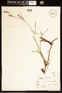 Carex californica image