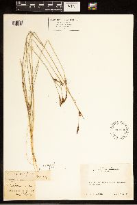 Carex californica image