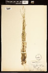 Carex canescens image