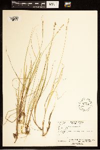 Carex canescens image