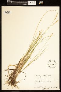 Carex canescens image