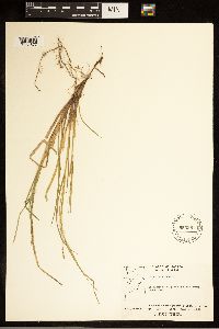 Carex canescens image