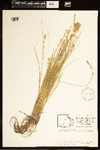 Carex canescens image