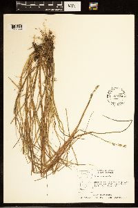 Carex canescens image