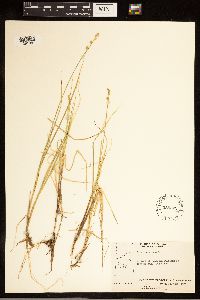 Carex canescens image