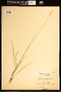 Carex canescens image