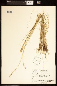 Carex canescens image