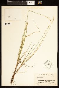 Carex canescens image