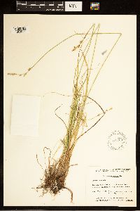 Carex canescens image