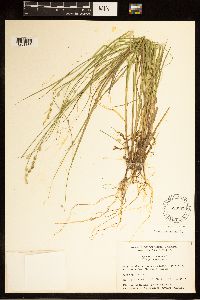 Carex canescens image