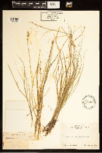 Carex canescens image