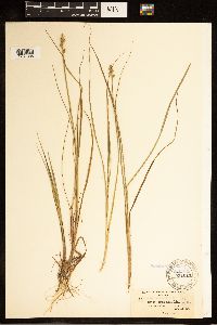 Carex canescens image