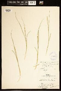 Carex canescens image