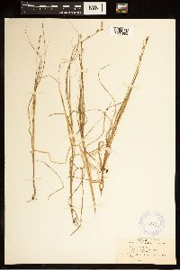 Carex canescens image