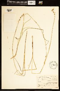 Carex canescens image