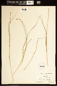Carex canescens image