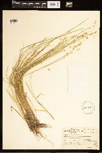 Carex canescens image