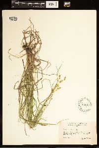 Carex canescens image
