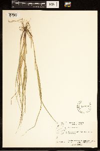 Carex canescens image