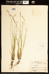 Carex canescens image