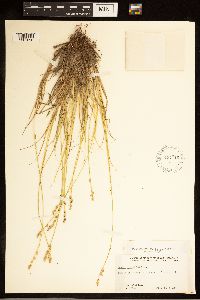 Carex canescens image