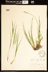 Carex canescens image