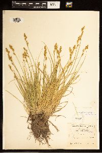 Carex canescens image