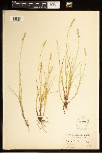 Carex canescens image